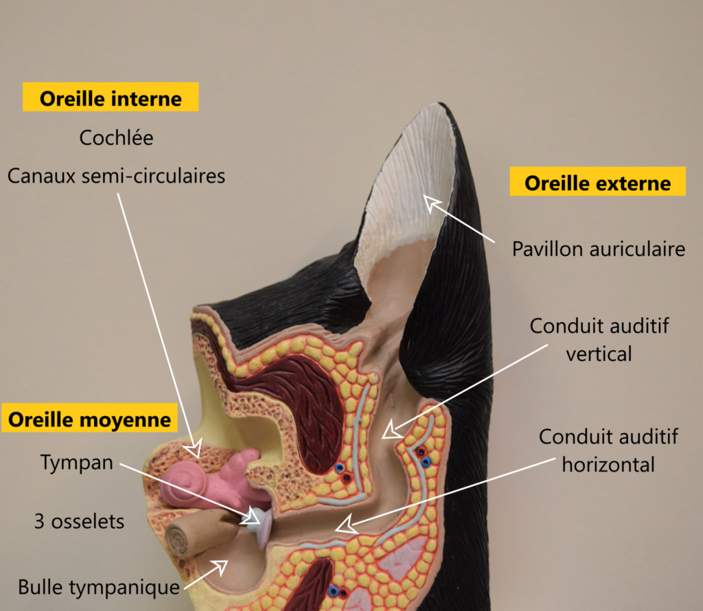 Anatomie de l'oreille d'un chien