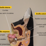 Schéma détaillé de l’anatomie de l’oreille du chien, montrant les structures de l’oreille externe, moyenne et interne.