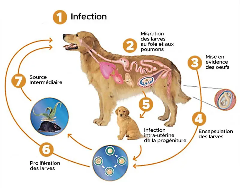 Cycle de contamination par les vers. Vermifuge : le guide ultime pour protéger votre animal