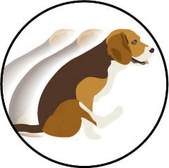 Signe typique du chien qui se frotte les fesses au sol