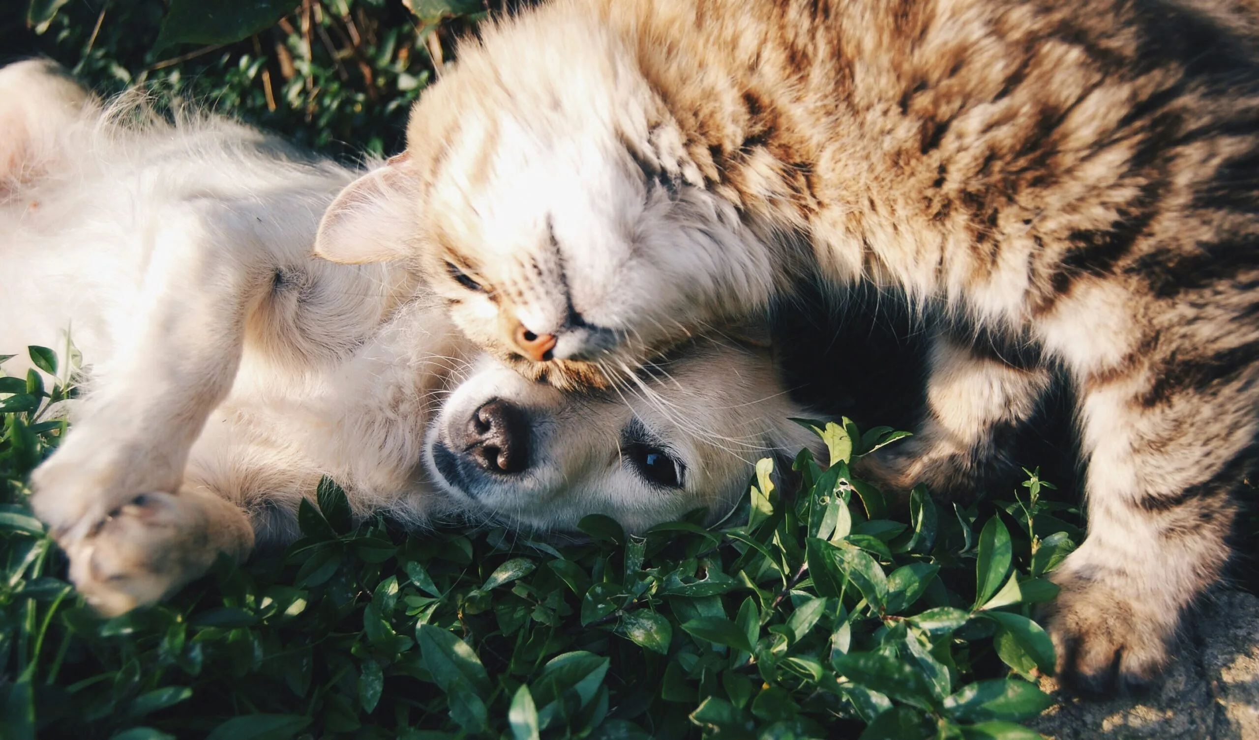 Chien Blanc Et Chat Gris Se Faisant Un Câlin Sur Lherbe Illustrant Une Belle Complicité Entre Espèces
