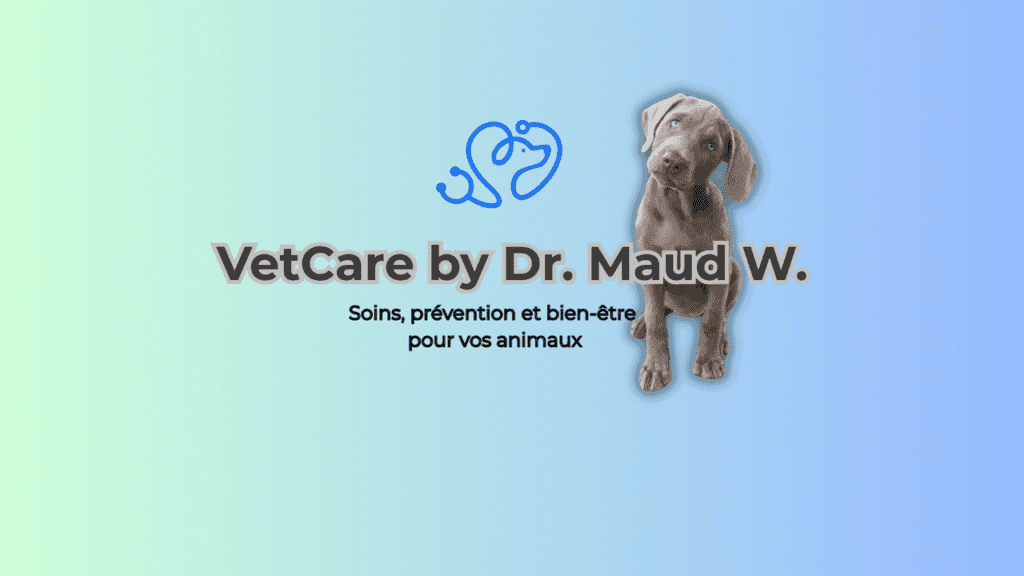 Le Blog VetCare : Conseils et Actualités Animales