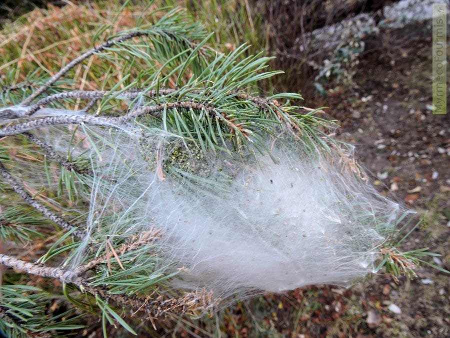cocons blancs dans les arbres de chenilles processionnaires