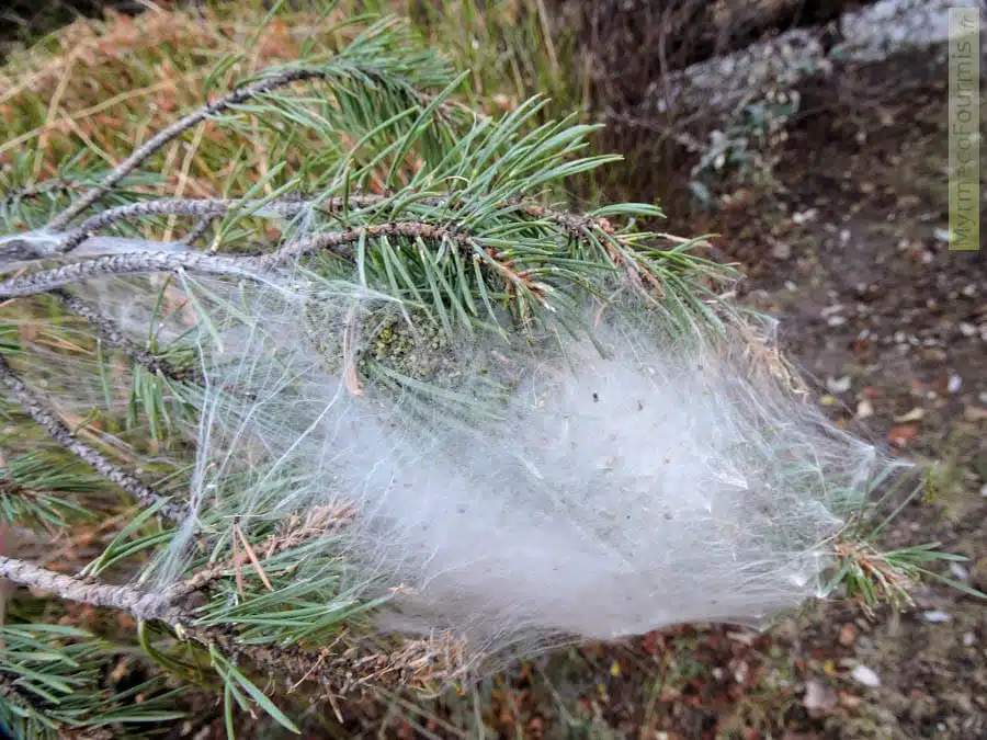 Cocons Blancs Dans Les Arbres De Chenilles Processionnaires