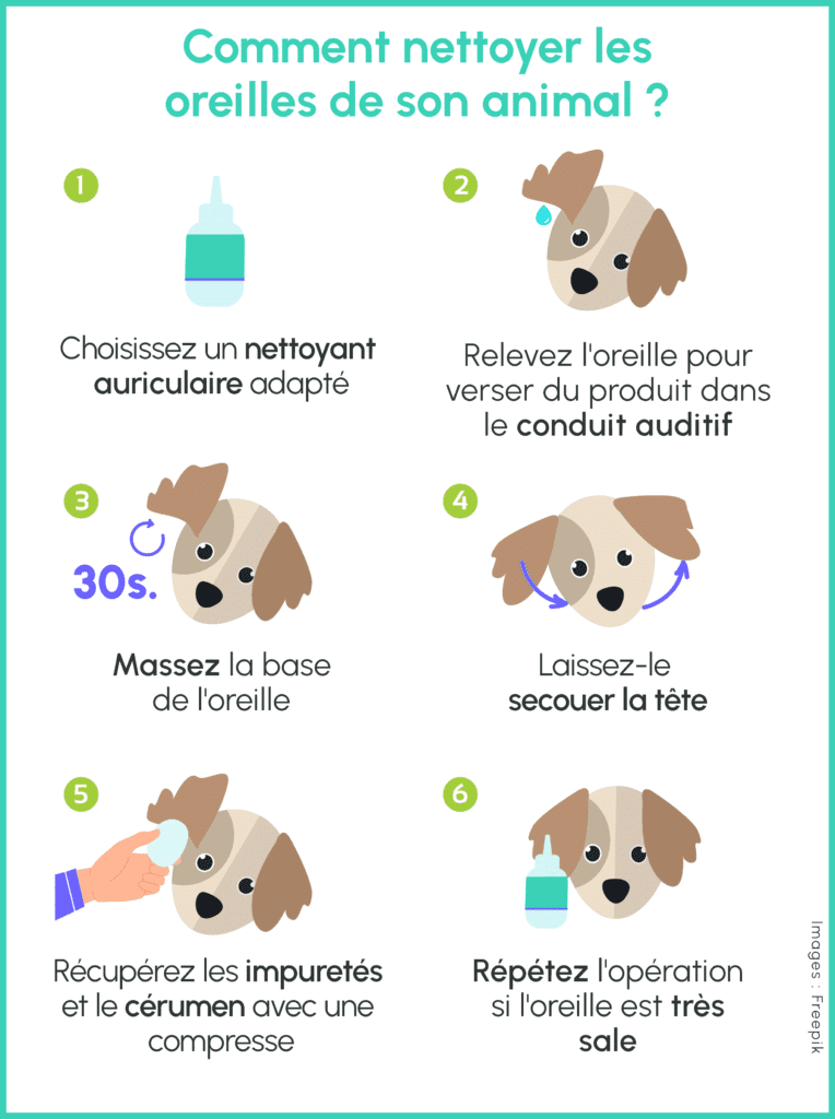 Infographie expliquant comment nettoyer les oreilles de son animal en 6 étapes : choisir un nettoyant auriculaire, verser le produit, masser l’oreille, laisser l’animal secouer la tête, retirer les impuretés et répéter si nécessaire.