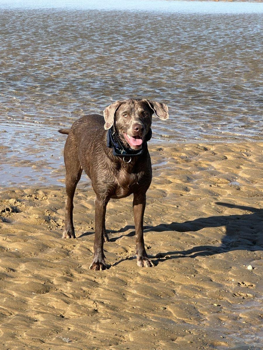 Kika Debout Sur Une Plage De Sable Au Soleil